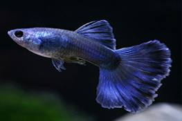 Guppy