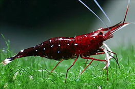 Ornamental Shrimps