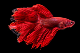 Betta Fish