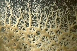 Micro Worm Culture