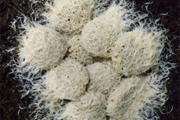 Grindal Worm Culture