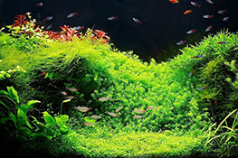 Aquarium Plants 