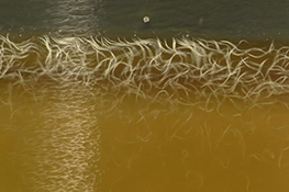Vinegar Eel Culture