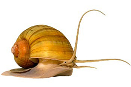 Apple Snails